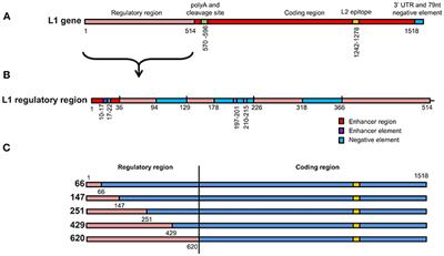 Optimizing a Human Papillomavirus Type 16 L1-Based Chimaeric Gene for Expression in Plants